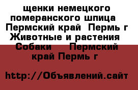щенки немецкого померанского шпица - Пермский край, Пермь г. Животные и растения » Собаки   . Пермский край,Пермь г.